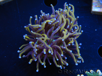 WYSIWYG Euphyllia glabrescens (Maricoltura acclimatata sotto LED) 8H5