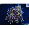 WYSIWYG Euphyllia glabrescens (Maricoltura acclimatata sotto LED) 8H5