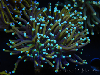 WYSIWYG Euphyllia glabrescens (Mariculture acclimaté sous LED) 8H6