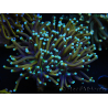 WYSIWYG Euphyllia glabrescens (Mariculture acclimaté sous LED) 8H6