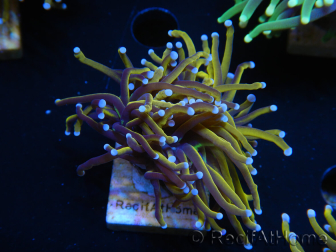 WYSIWYG Euphyllia glabrescens (Mariculture acclimaté sous LED) 8H7