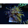 WYSIWYG Euphyllia glabrescens (Maricoltura acclimatata sotto LED) 8H7