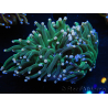 WYSIWYG Euphyllia glabrescens (Maricultura acclimatata sotto LED) 8I1