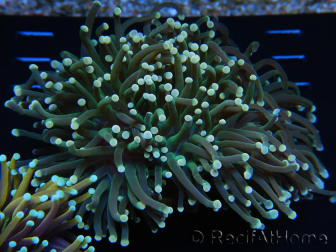 WYSIWYG Euphyllia glabrescens (Maricoltura acclimatata sotto LED) 8I2