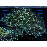 WYSIWYG Euphyllia glabrescens (Maricoltura acclimatata sotto LED) 8I2