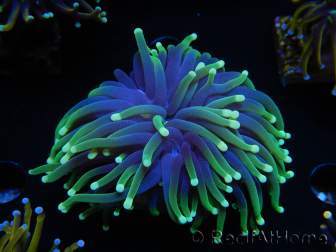 WYSIWYG Euphyllia glabrescens (Maricoltura acclimatata sotto LED) 8I3