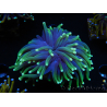 WYSIWYG Euphyllia glabrescens (Mariculture acclimaté sous LED) 8I3