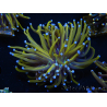 WYSIWYG Euphyllia glabrescens (Maricoltura acclimatata sotto LED) 8I4