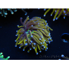 WYSIWYG Euphyllia glabrescens (Maricoltura acclimatata sotto LED) 8I5