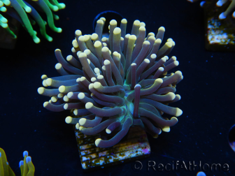 WYSIWYG Euphyllia glabrescens (Maricoltura acclimatata sotto LED) 8I6