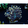 WYSIWYG Euphyllia glabrescens (Maricoltura acclimatata sotto LED) 8I6