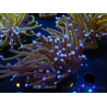 WYSIWYG Euphyllia glabrescens (Mariculture acclimaté sous LED) 8I7