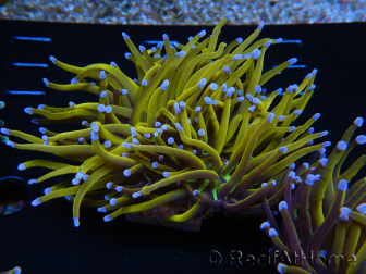 WYSIWYG Euphyllia glabrescens (Maricoltura acclimatata sotto LED) 8J1