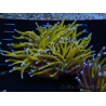 WYSIWYG Euphyllia glabrescens (Maricoltura acclimatata sotto LED) 8J1