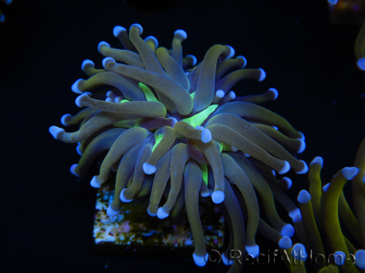 WYSIWYG Euphyllia glabrescens (Maricoltura acclimatata sotto LED) 8J2