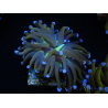 WYSIWYG Euphyllia glabrescens (Maricoltura acclimatata sotto LED) 8J2