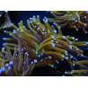 WYSIWYG Euphyllia glabrescens (Maricoltura acclimatata sotto LED) 8J3