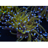 WYSIWYG Euphyllia glabrescens (Mariculture acclimaté sous LED) 8J4