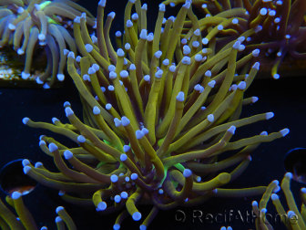 WYSIWYG Euphyllia glabrescens (Maricoltura acclimatata sotto LED) 8J5