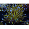 WYSIWYG Euphyllia glabrescens (Maricoltura acclimatata sotto LED) 8J5