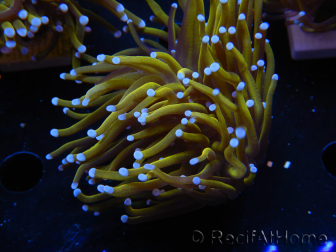 WYSIWYG Euphyllia glabrescens (Maricoltura acclimatata sotto LED) 8J6