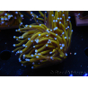 WYSIWYG Euphyllia glabrescens (Maricoltura acclimatata sotto LED) 8J6