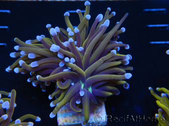 WYSIWYG Euphyllia glabrescens (Maricoltura acclimatata sotto LED) 8J7