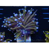 WYSIWYG Euphyllia glabrescens (Maricoltura acclimatata sotto LED) 8J7