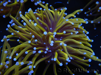 WYSIWYG Euphyllia glabrescens (Mariculture acclimaté sous LED) 8K1