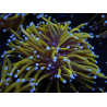 WYSIWYG Euphyllia glabrescens (Mariculture acclimaté sous LED) 8K1