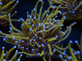 WYSIWYG Euphyllia glabrescens (Maricoltura acclimatata sotto LED) 8K2