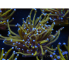 WYSIWYG Euphyllia glabrescens (Maricoltura acclimatata sotto LED) 8K2