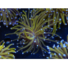 WYSIWYG Euphyllia glabrescens (Mariculture acclimaté sous LED) 8K3