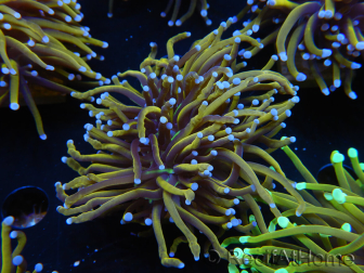 WYSIWYG Euphyllia glabrescens (Maricoltura acclimatata sotto LED) 8K4