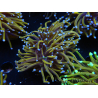 WYSIWYG Euphyllia glabrescens (Mariculture acclimaté sous LED) 8K4