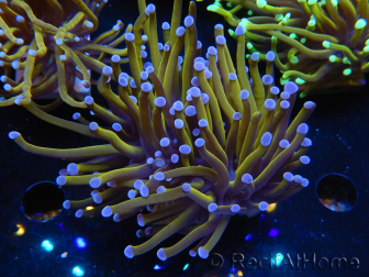 WYSIWYG Euphyllia glabrescens (Maricoltura acclimatata sotto LED) 8K5