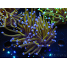 WYSIWYG Euphyllia glabrescens (Maricoltura acclimatata sotto LED) 8K5