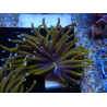 WYSIWYG Euphyllia glabrescens (Maricoltura acclimatata sotto LED) 8K6