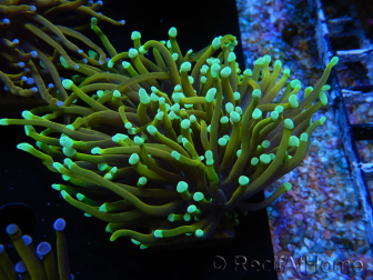 WYSIWYG Euphyllia glabrescens (Maricoltura acclimatata sotto LED) 8L1