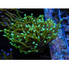 WYSIWYG Euphyllia glabrescens (Maricoltura acclimatata sotto LED) 8L1