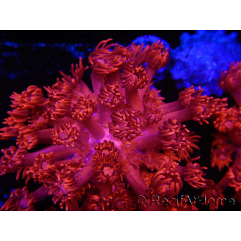 WYSIWYG Goniopora Flaming Red 9A1