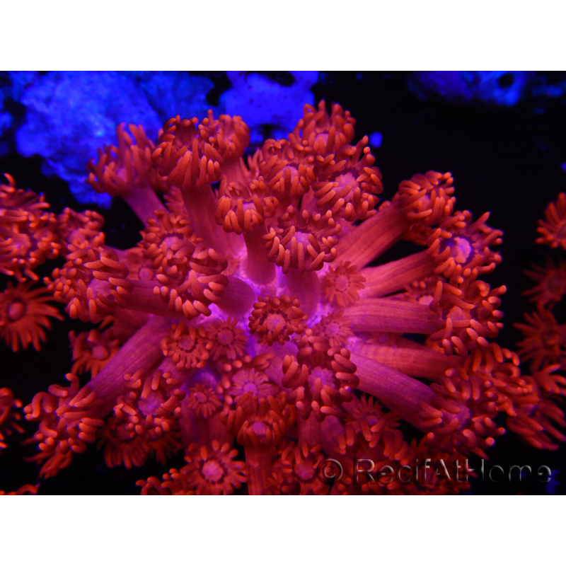 WYSIWYG Goniopora Flaming Red 9B1