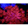 WYSIWYG Goniopora Flaming Red 9B1