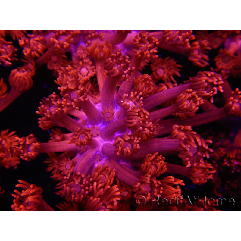 WYSIWYG Goniopora Flaming Red 9B2