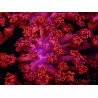 WYSIWYG Goniopora Flaming Red 9B2