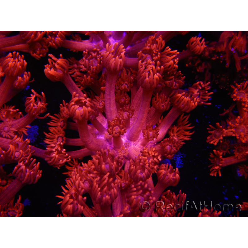 WYSIWYG Goniopora Flaming Red 9B3