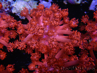 WYSIWYG Goniopora Flaming Red 9B1