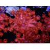 WYSIWYG Goniopora Flaming Red 9B1