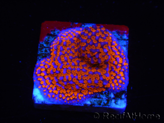 WYSIWYG Montipora Superman 11A3