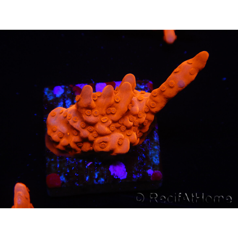 WYSIWYG Montipora Setosa 11A7